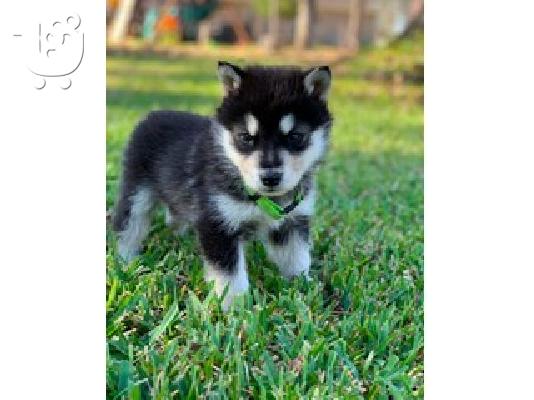 PoulaTo: Alaskan Malamute